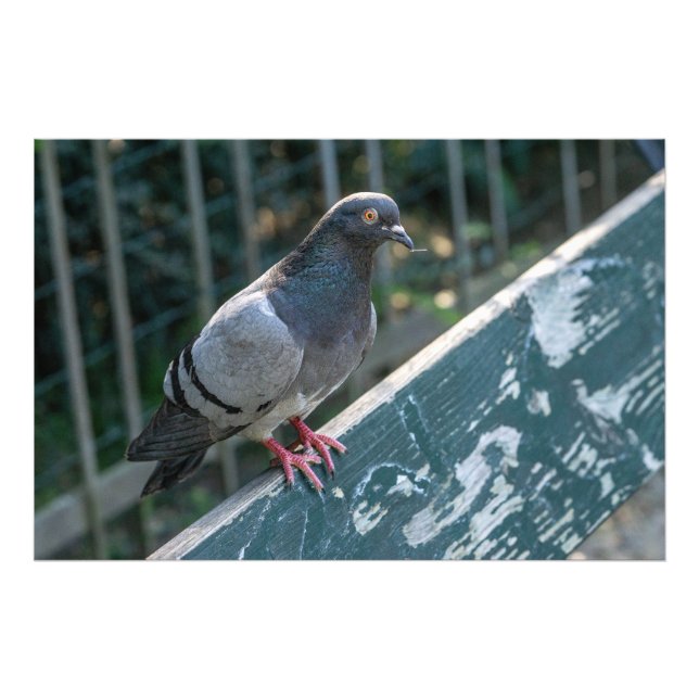 Common Pigeon Perched on a Wooden Bench in the Par Fotodruck (Vorne)