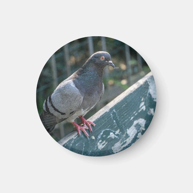 Common Pigeon Perched on a Wooden Bench in the Par Magnet (Vorne)