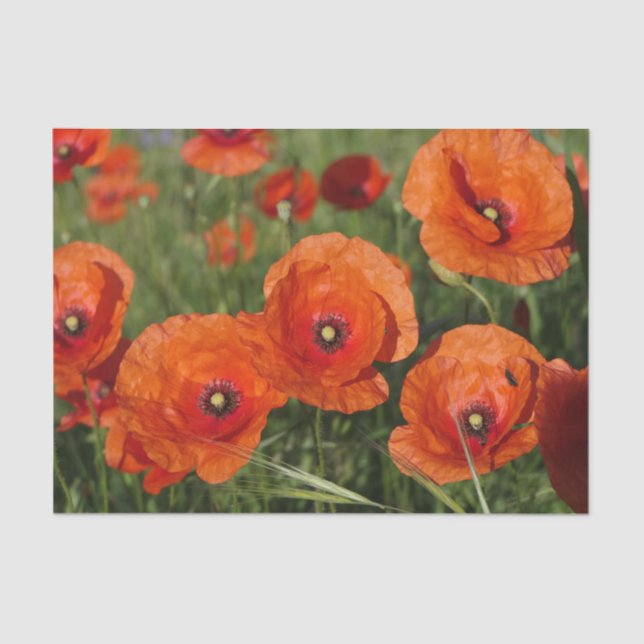 Common Poppies  Seidenpapier (Vorderseite)