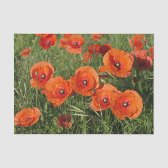 Common Poppies  Seidenpapier (Vorderseite)