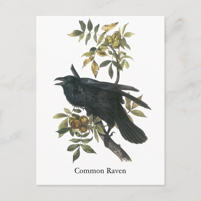 Common Raven, John audubon Postkarte (Vorderseite)