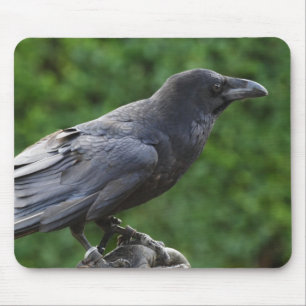 Common Raven Mousepad