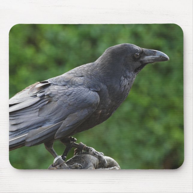 Common Raven Mousepad (Vorne)