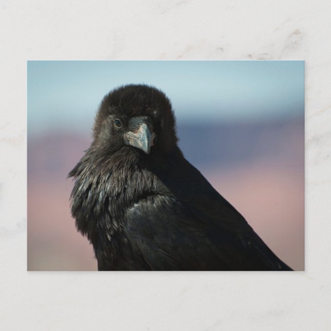 Common Raven Postkarte (Vorderseite)