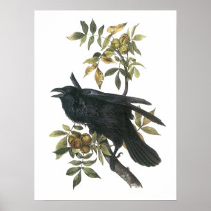 Common Raven von Audubon Poster