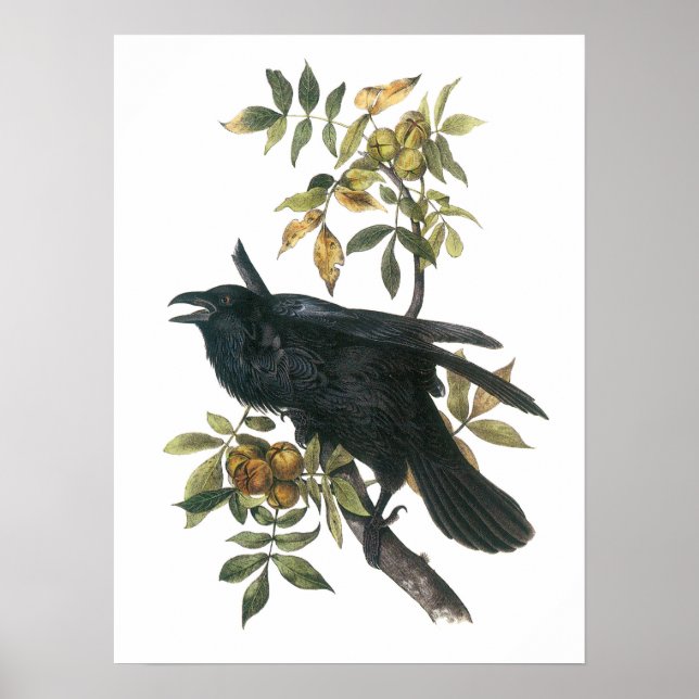 Common Raven von Audubon Poster (Vorne)