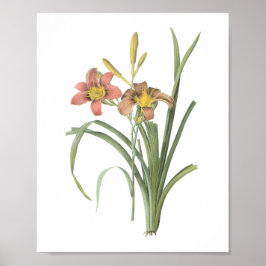 Common Taglilie (Hemerocallis fulva) von Redouté Poster