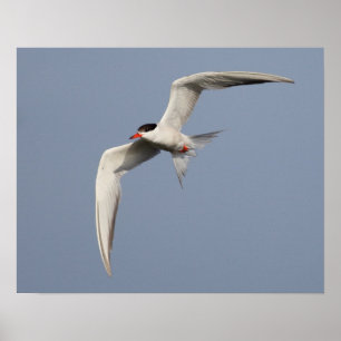 Common Tern Poster