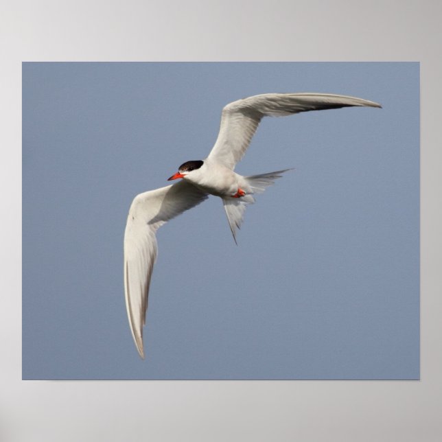 Common Tern Poster (Vorne)