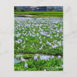 Common Water Hyacinth:Postcard Postkarte