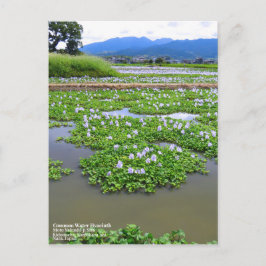 Common Water Hyacinth:Postcard Postkarte