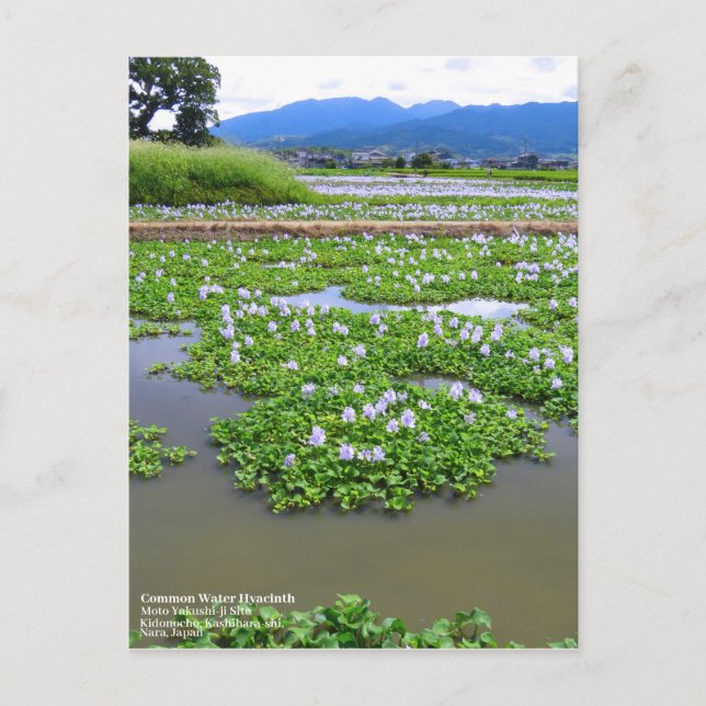 Common Water Hyacinth：Postcard Postkarte (Vorderseite)