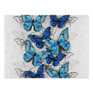 Composition of White and Blue Butterflies Poster