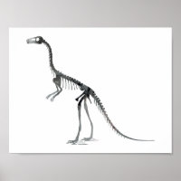 Compsognathus-Skelett