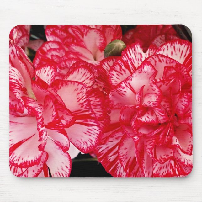 Computermousepad mit roter und weißer Narbenkarnat Mousepad (Vorne)