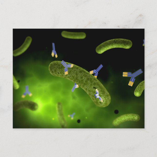 Conceptual Image of Antibody Killing Bacteria Postkarte (Vorderseite)