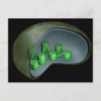 Conceptual Image of Chloroplast 1