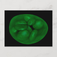 Conceptual Image of Chloroplast 2