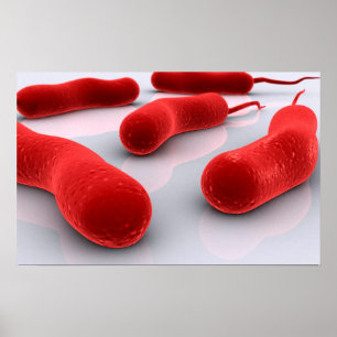 Conceptual Image of Cholerae Bacteria Poster