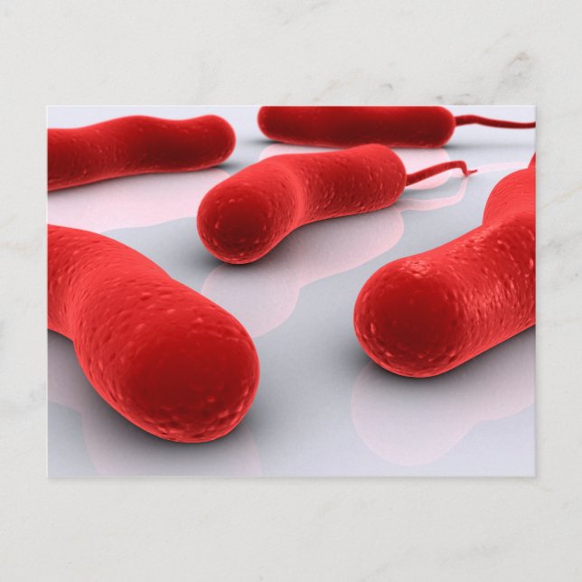 Conceptual Image of Cholerae Bacteria Postkarte (Vorderseite)