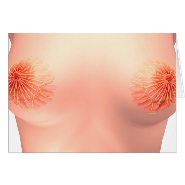 Conceptual Image of Female Breast Anatomie 7 (Vorderseite (Horizontal))