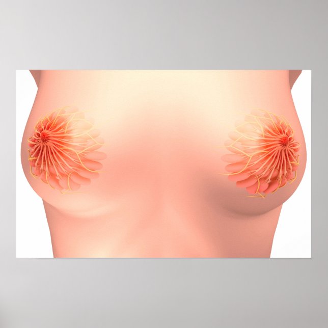 Conceptual Image of Female Breast Anatomie 7 Poster (Vorne)