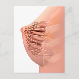 Conceptual Image of Female Breast Anatomy 2 Postkarte