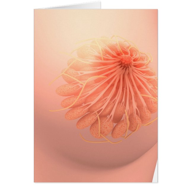Conceptual Image of Female Breast Anatomy 3 (Vorne)