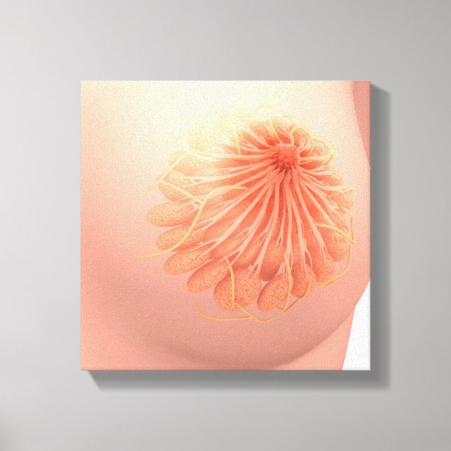 Conceptual Image of Female Breast Anatomy 3 Leinwanddruck (Vorderseite)