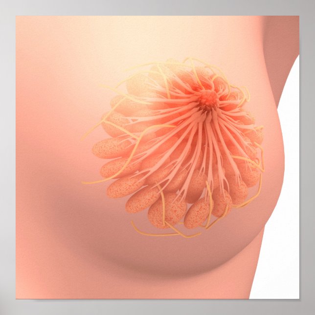 Conceptual Image of Female Breast Anatomy 3 Poster (Vorne)