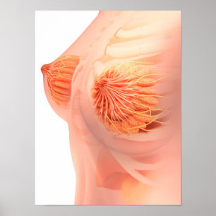 Conceptual Image of Female Brust Anatomy 1 Poster