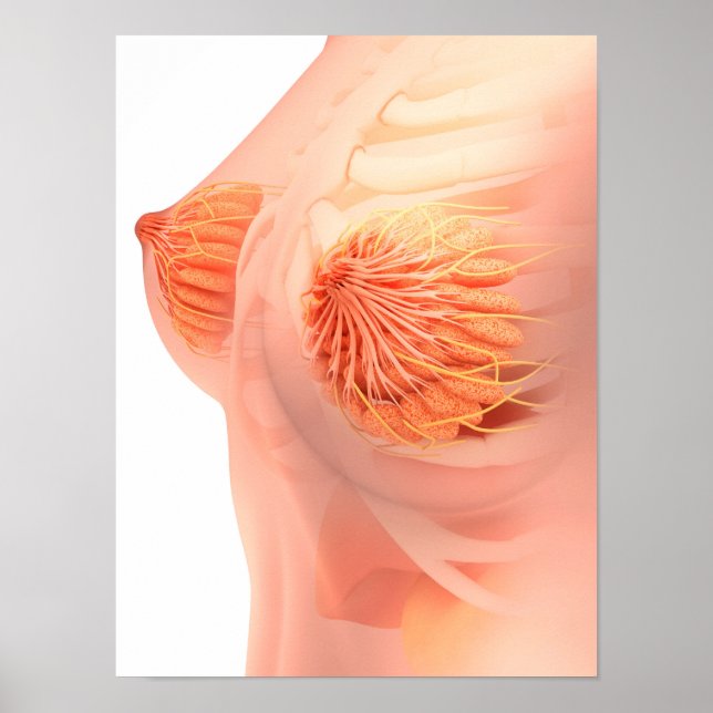 Conceptual Image of Female Brust Anatomy 1 Poster (Vorne)