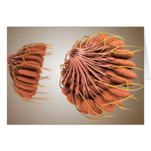 Conceptual Image of Female Brust Anatomy 8