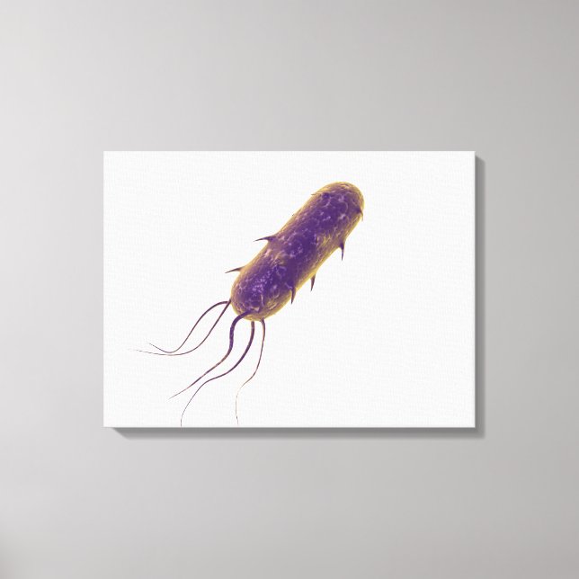 Conceptual Image of Flagellate Bacterium 2 Leinwanddruck (Vorderseite)