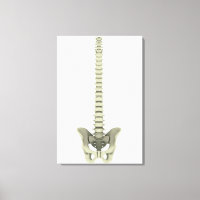 Conceptual Image of Human Backbone 1