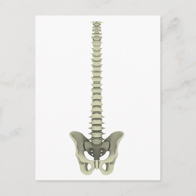 Conceptual Image of Human Backbone 1 Postkarte (Vorderseite)