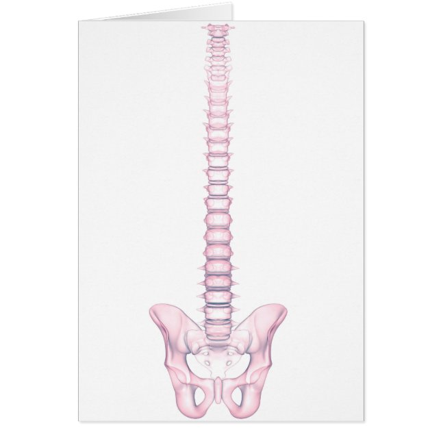 Conceptual Image of Human Backbone 2 (Vorne)
