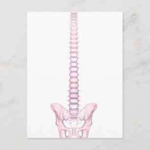 Conceptual Image of Human Backbone 2 Postkarte
