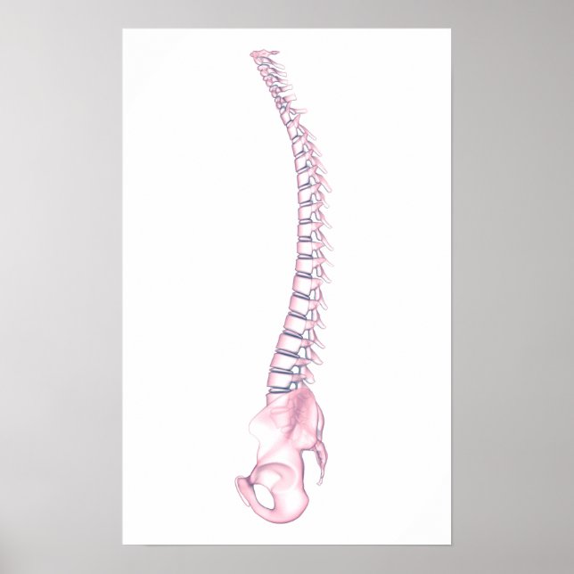 Conceptual Image of Human Backbone 3 Poster (Vorne)
