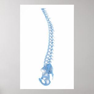 Conceptual Image of Human Backbone 5 Poster