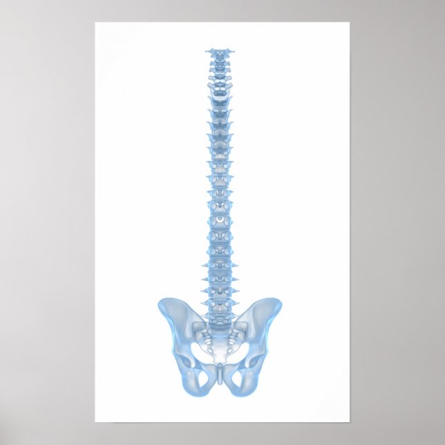 Conceptual Image of Human Backbone 6 Poster (Vorne)
