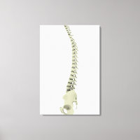 Conceptual Image of Human Backbone 7