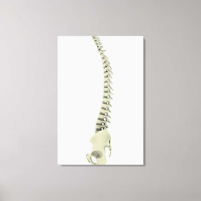 Conceptual Image of Human Backbone 7 Leinwanddruck (Vorderseite)