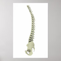 Conceptual Image of Human Backbone 7