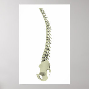 Conceptual Image of Human Backbone 7 Poster