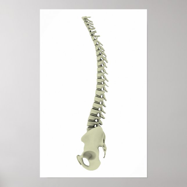 Conceptual Image of Human Backbone 7 Poster (Vorne)