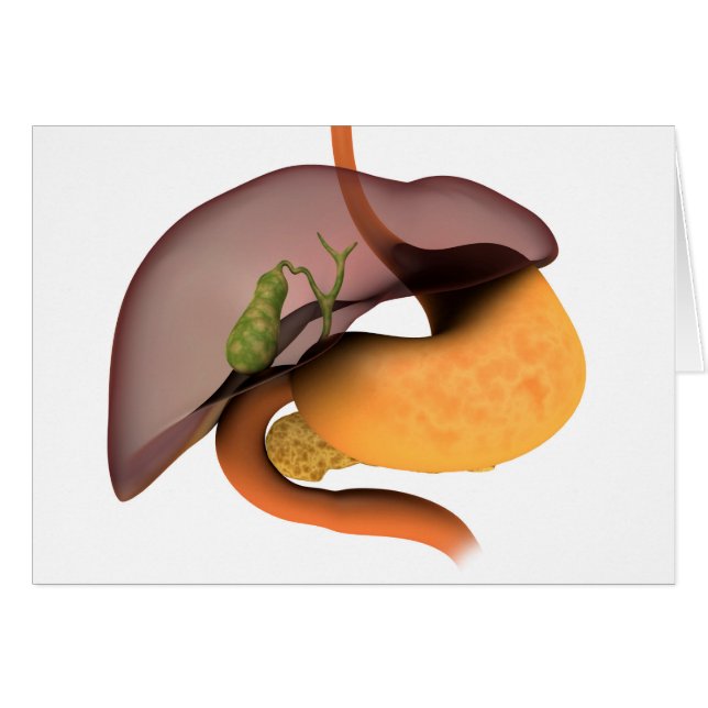 Conceptual Image of Human Digestive System 1 (Vorderseite (Horizontal))