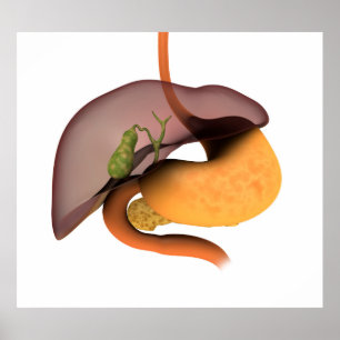 Conceptual Image of Human Digestive System 1 Poster