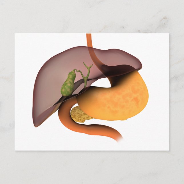 Conceptual Image of Human Digestive System 1 Postkarte (Vorderseite)