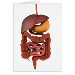 Conceptual Image of Human Digestive System 2